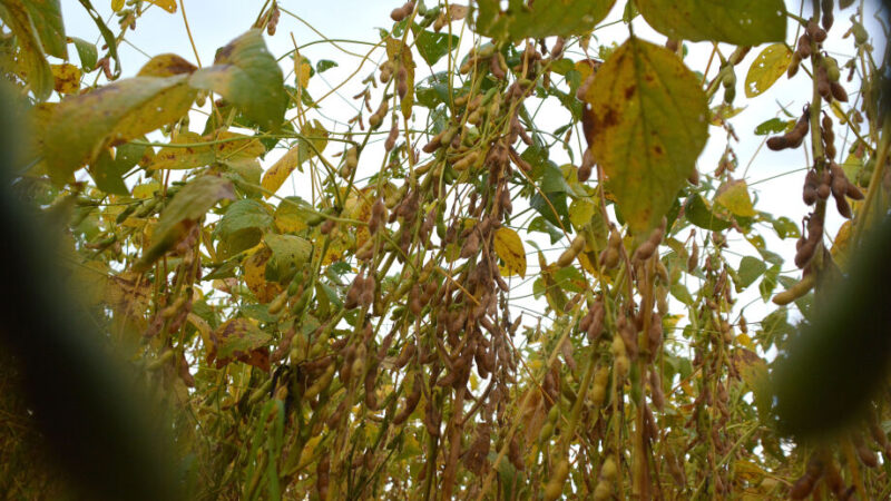 Chuvas em excesso atrasam colheita de 1,8 milhão de hectares de soja em MS