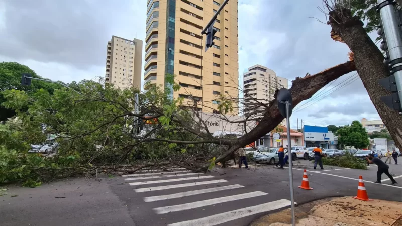 Galho de árvore de 20 metros cai, atinge carros e obstrui cruzamento no Centro de Campo Grande