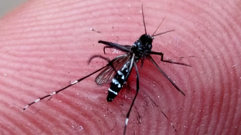 Ferramenta prevê incidência de mosquitos-da-dengue e números de MS são alarmantes