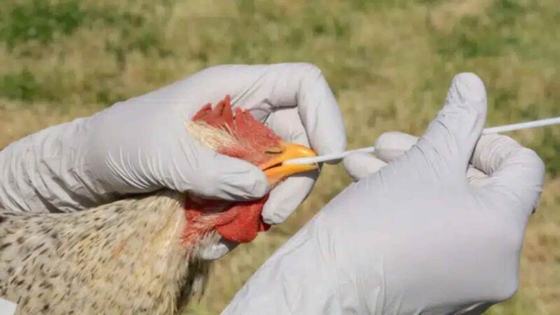 Brasil registra primeiro caso de influenza aviária em aves domésticas