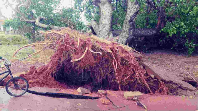 Rajadas de vento chegaram a 90 km/h em Três Lagoas e força arrancou árvores