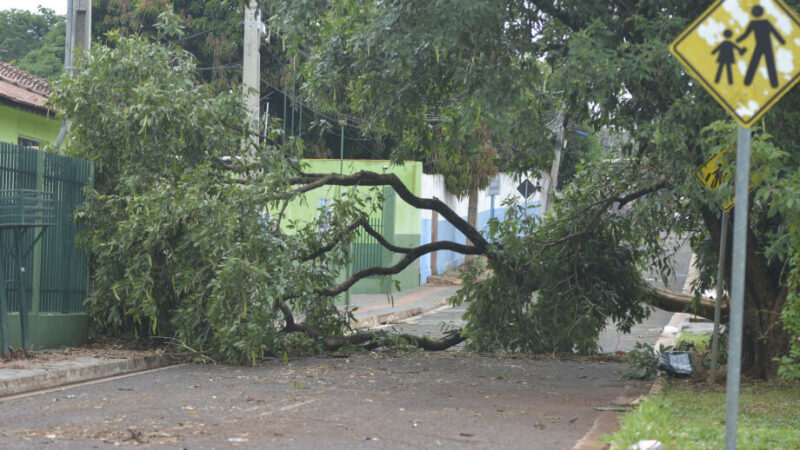 Tempestade causa queda de árvores e destelhamentos na Capital