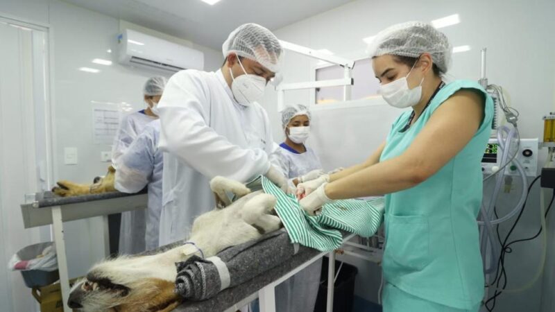 Destinado por Marcio Fernandes, Castramóvel de Maracaju já castrou 2 mil animais