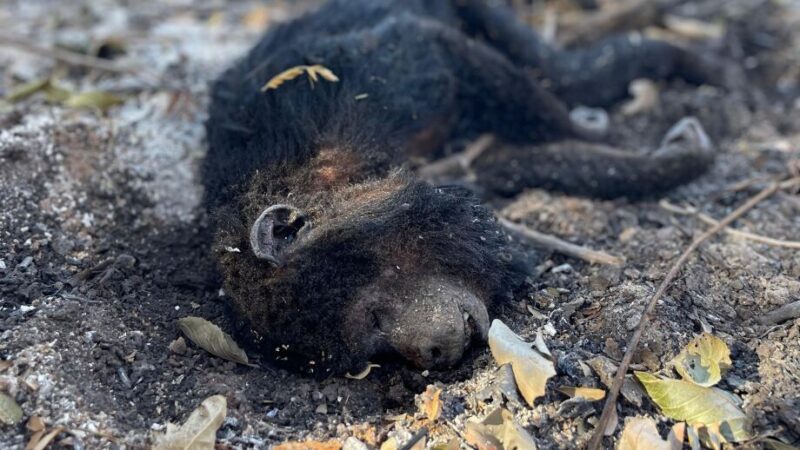 Animais são queimados vivos em incêndios no Pantanal