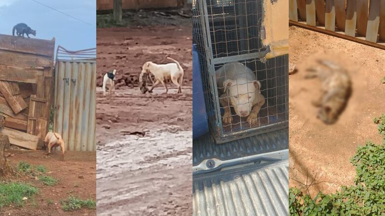 Pitbull a solta aterrorizou Nova Campo Grande e matou quatro gatos