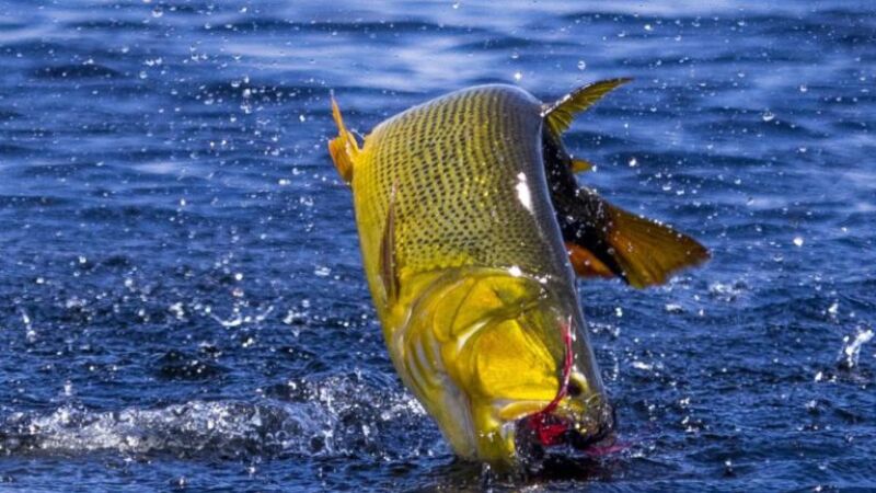 Deputados chegam a consenso e pesca de Dourado fica proibida por mais um ano