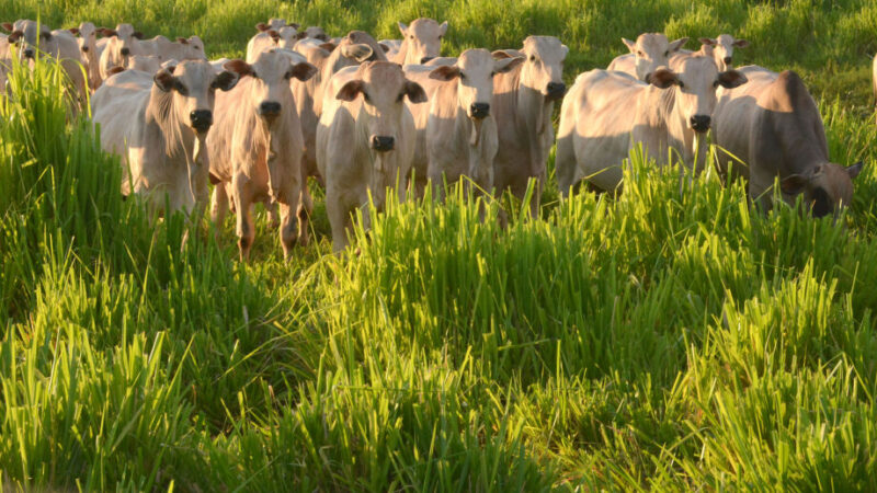 MS livre de febre aftosa sem vacinação é penúltimo passo para reconhecimento internacional