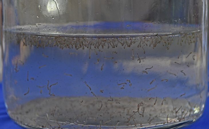 Dia D de conscientização contra o mosquito da dengue será nesta quarta nas escolas estaduais