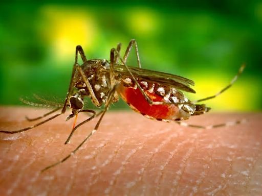 Nosso plano de combate ao mosquito Aedes Aegypti Agora é guerra