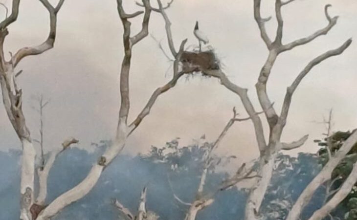 De ninho com tuiuiús até onça: socorristas monitoram animais por conta de incêndios no Pantanal