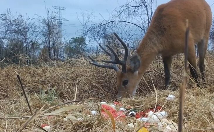 Para preservar fauna do Pantanal, grupo técnico atua em ações de fuga e aporte nutricional dos animais