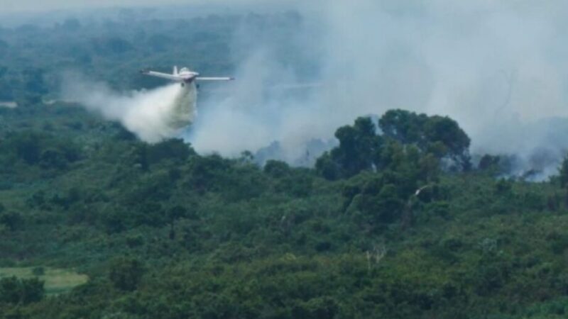 Fogo volta a atingir Pantanal mesmo após as chuvas