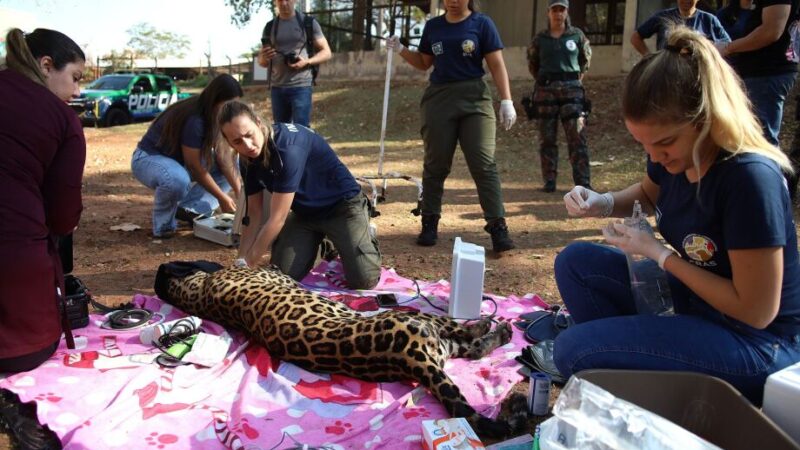 Onça resgatada em incêndio no Pantanal recebe tratamento especial no Ayty; veja fotos