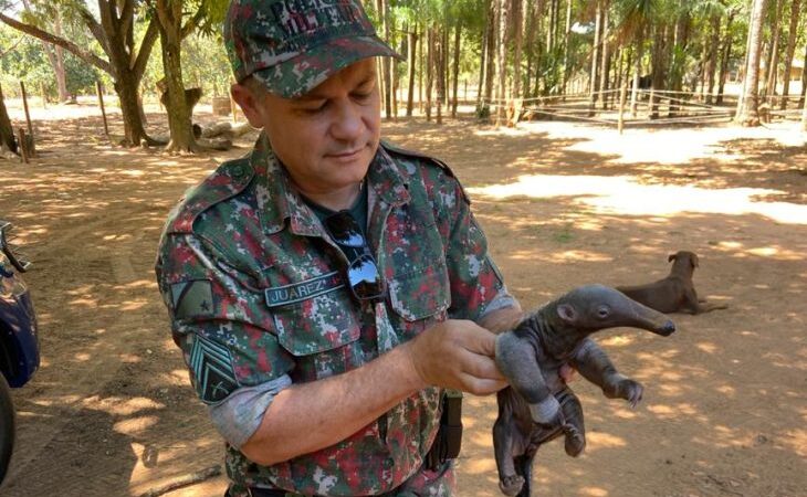 O que faço se encontrei um animal silvestre ferido? Imasul faz orientações e recomenda acionar a PMA