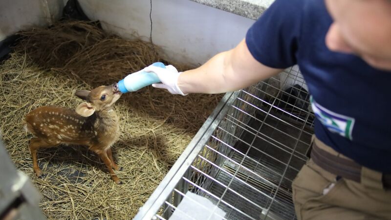 Hospital para a fauna silvestre já atendeu quase 3 mil animais resgatados em MS