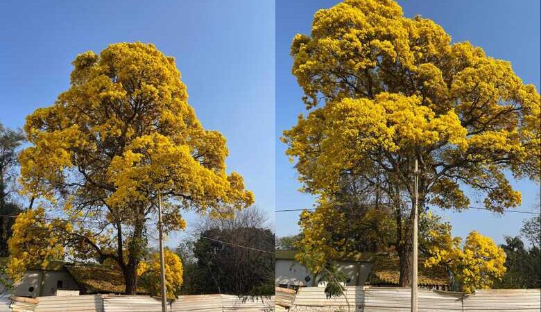 Ipê Amarelo chama atenção na Capital: ‘é o mais bonito da cidade’