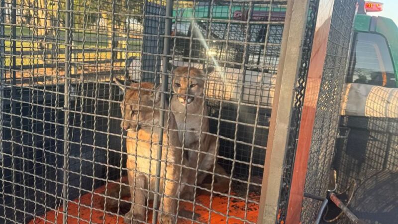 Capturados filhotes de onça-parda em fazenda com suspeita de domesticação