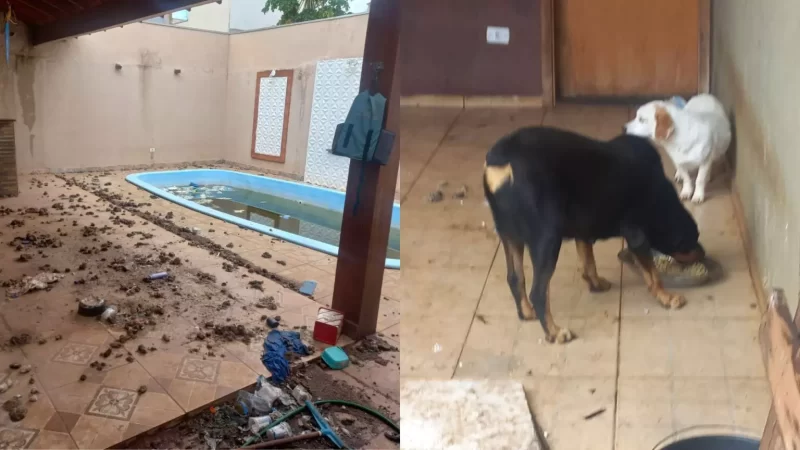 Deixados em casa abandonada no Rita Vieira, cachorros são alimentados por vizinhos