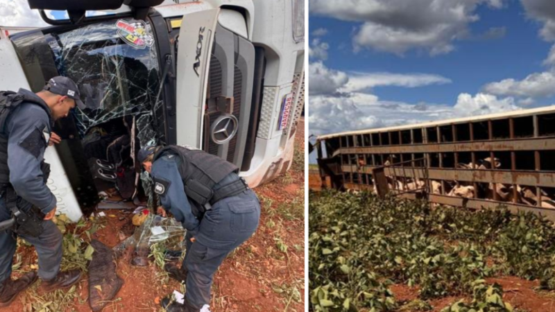 Motorista perde o controle e caminhão boiadeiro carregado tomba na MS-134