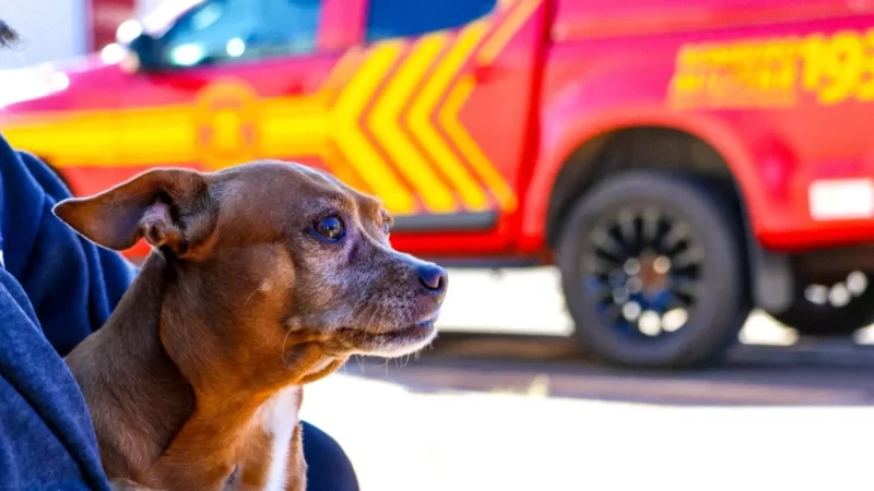 Casa pega fogo e vizinhos resgatam cadela da família em Campo Grande