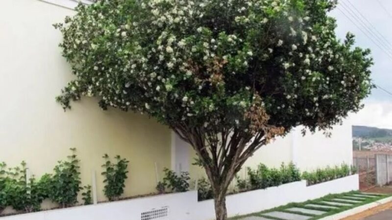 Prefeitura dá aval para erradicação de murta em MS