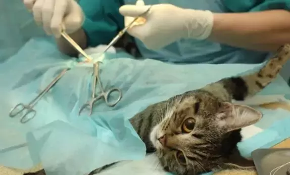 Governo do Estado firma acordo com 6 cidades para realização de programa de castração de pets