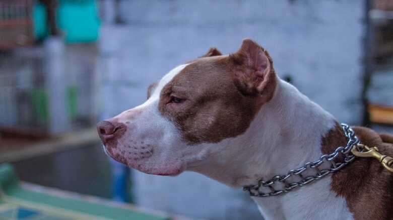 Policiais resgatam pitbull encontrado sozinho nas ruas de Campo Grande