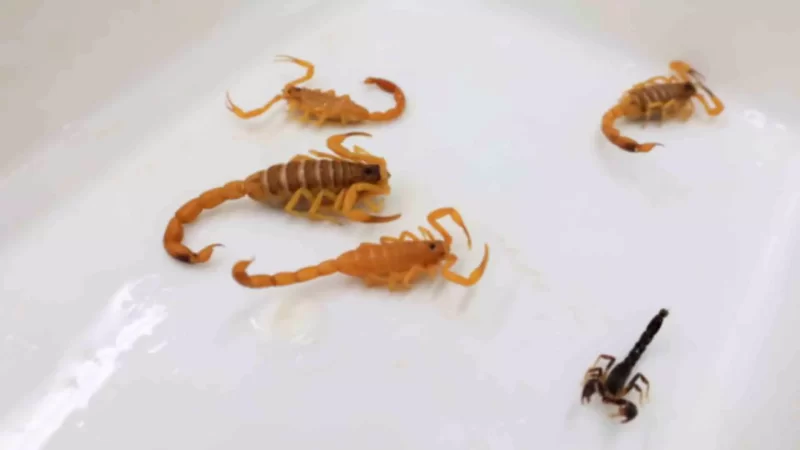 Criança de 8 anos está em estado grave após picada de escorpião