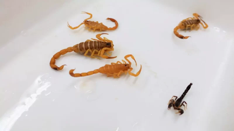 Com ‘boom’ de picadas de escorpiões em MS, coordenadora do CCZ vai à Câmara