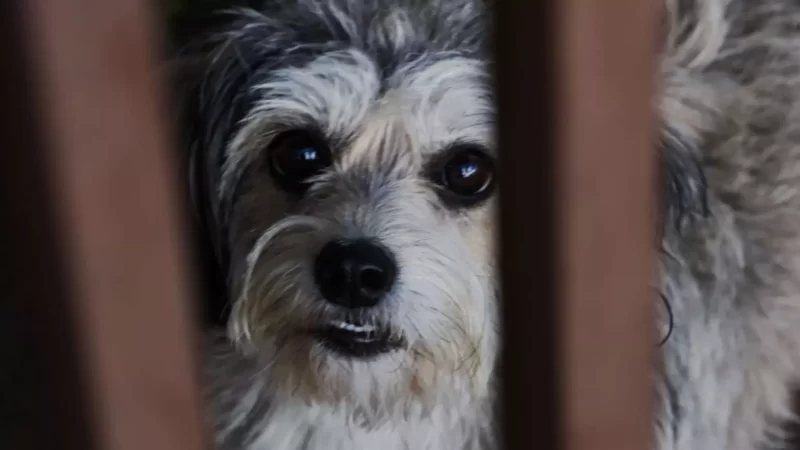 Ação em shopping de Campo Grande vai oferecer vacina e outros serviços para cães e gatos