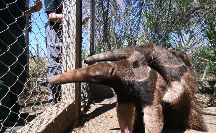 Após tratamento no CRAS, tamanduás-bandeira é levado para adaptação em ambiente natural