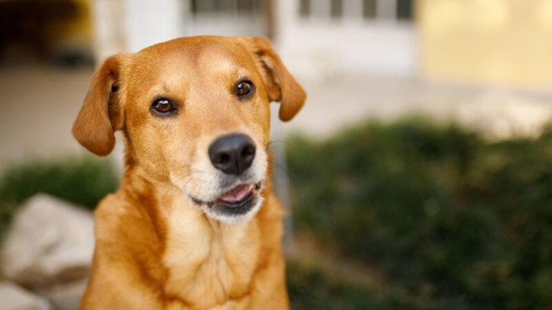 Prefeitura abre credenciamento para castração de cães e gatos em Campo Grande
