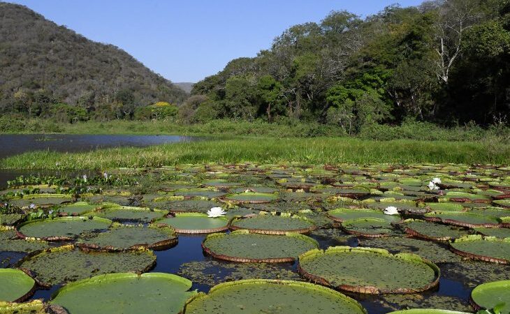 Avanços ao aliar crescimento e preservação referendam MS na COP30, e Estado adere ao ‘selo verde’ europeu