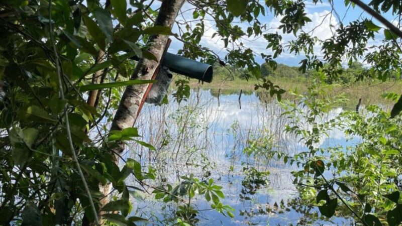 Projeto que utiliza IA para monitorar sons no Pantanal receberá incentivo da Amazon