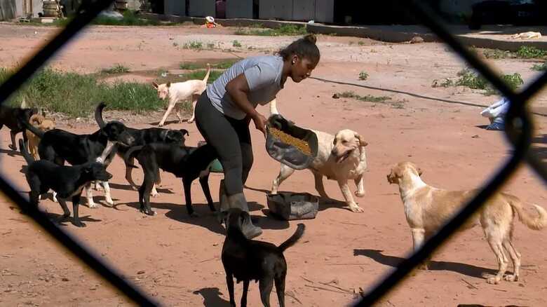 PL prevê recursos fixos para abrigos de animais vítimas de maus-tratos