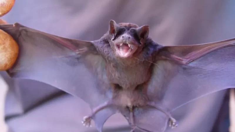CCZ confirma segundo caso de raiva em morcego no Centro de Campo Grande