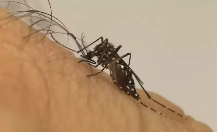 Mato Grosso do Sul registra duas mortes suspeitas por dengue, diz SES