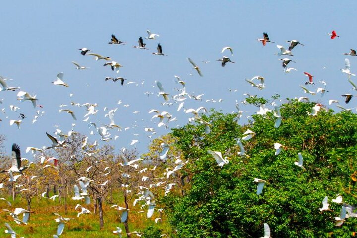 Evento internacional: Governo de MS mobiliza secretarias e vai contribuir com uma série de ações na COP15