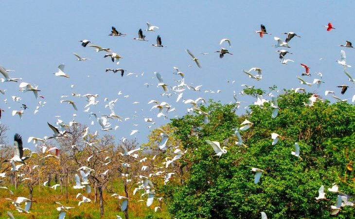 Evento internacional: Governo de MS mobiliza secretarias e vai contribuir com uma série de ações na COP15