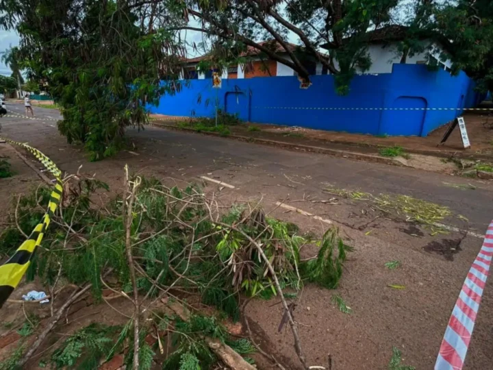 Árvore de 10 metros cai sobre muro de escola na Vila Planalto
