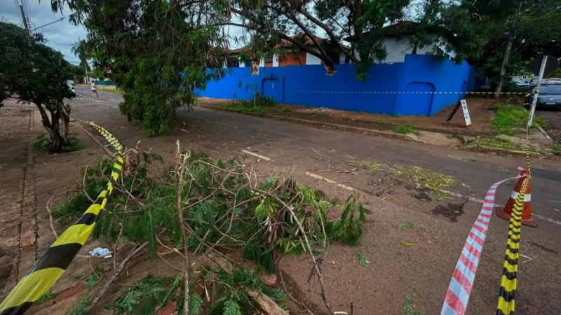 Árvore de 10 metros cai sobre muro de escola na Vila Planalto
