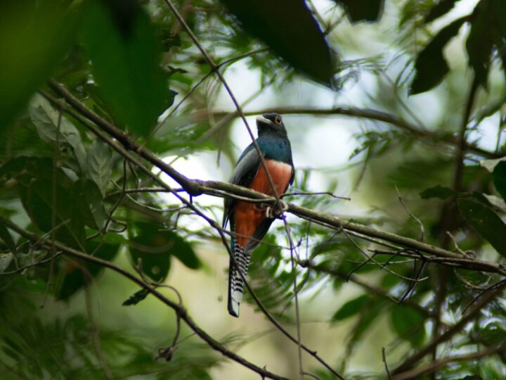 Campo Grande celebra três anos como Capital do Birdwatching