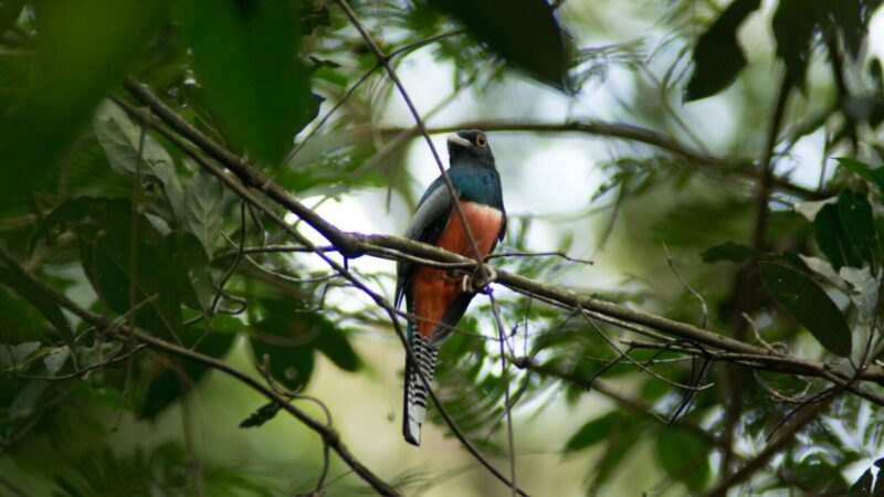 Campo Grande celebra três anos como Capital do Birdwatching
