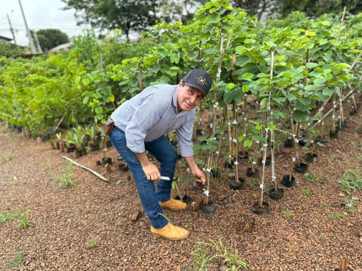 Do viveiro à cidade: o trabalho que transforma sementes em vida em Campo Grande