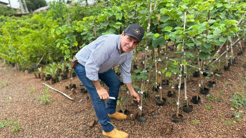 Do viveiro à cidade: o trabalho que transforma sementes em vida em Campo Grande