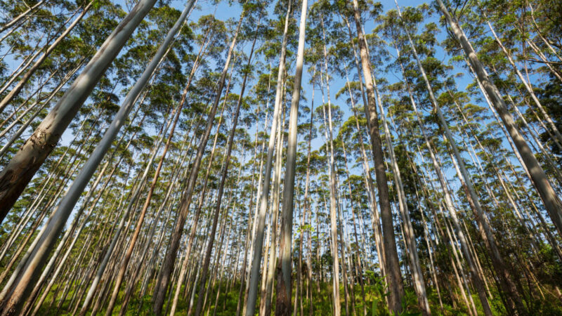 Agropecuária lidera empregos em Campo Grande, diz Caged