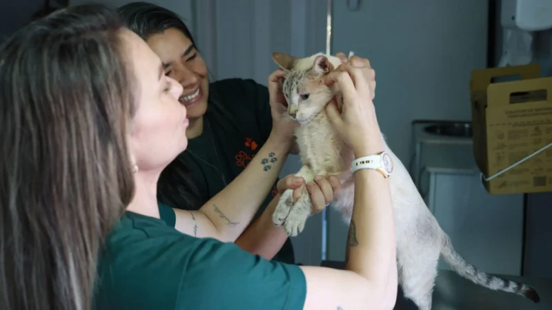 Consultório Móvel leva atendimento veterinário gratuito para cães e gatos no Oliveira II