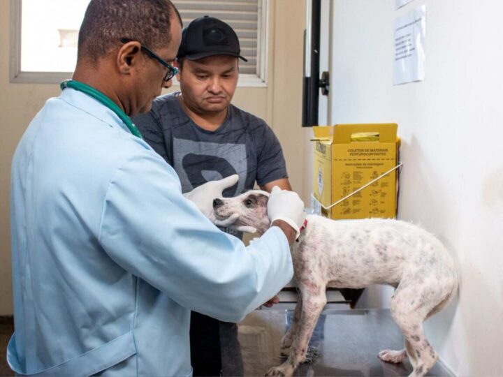 Jardim Carioca terá mutirão de consultas veterinárias e vacinação nesta segunda-feira