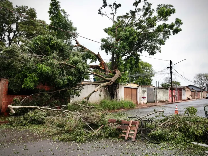Árvore cai sobre casa e moradores ficam sem energia por três dias após temporal