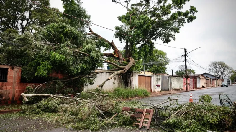 Árvore cai sobre casa e moradores ficam sem energia por três dias após temporal